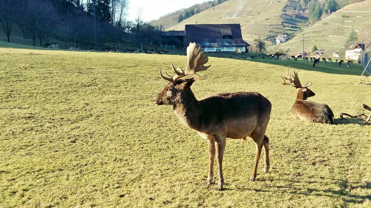Hotel Schwarzenbergs Traube Glottertal Zewnętrze zdjęcie